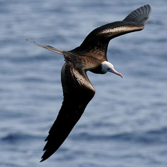 Fregata minor (Greater frigatebird) 
