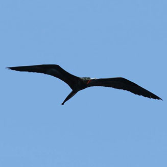 Fregata minor (Greater frigatebird) 