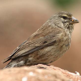 Crithagra symonsi (Drakensberg siskin)