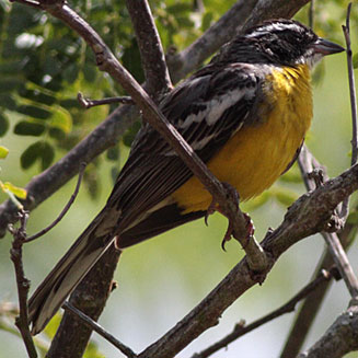 Emberiza cabanisi (Cabanis's bunting) 