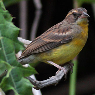 Emberiza cabanisi (Cabanis's bunting) 