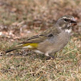 Crithagra albogularis (White-throated canary)