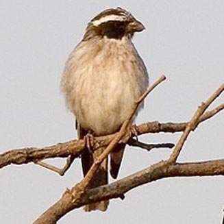 Crithagra mennelli (Black-eared seedeater, Black-eared canary)