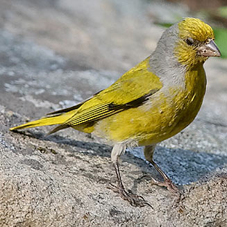 Serinus canicollis (Cape canary) 