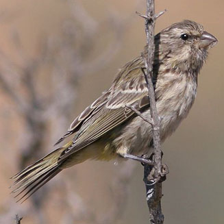 Crithagra atrogularis (Black-throated canary) 