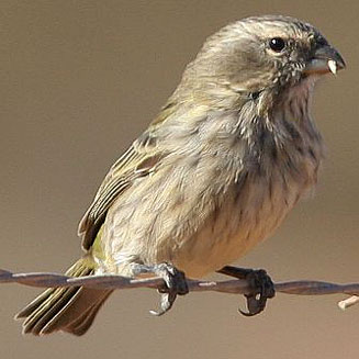 Crithagra flaviventris (Yellow canary) 