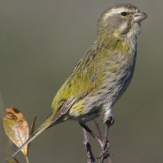 Crithagra flaviventris (Yellow canary) 