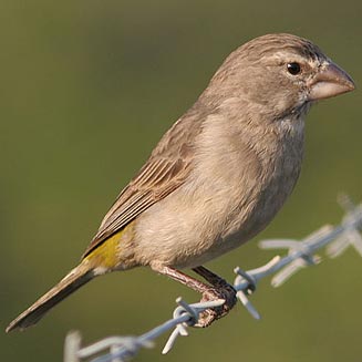 Crithagra albogularis (White-throated canary)