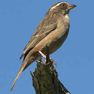 Crithagra gularis (Streaky-headed seedeater, Streaky-headed canary) 