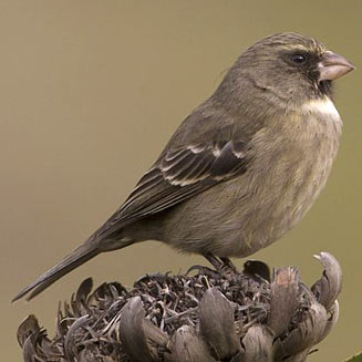 Crithagra leucopterus (Protea seedeater, Protea canary) 