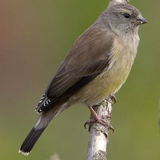Crithagra totta (Cape siskin) 