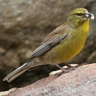 Crithagra symonsi (Drakensberg siskin)