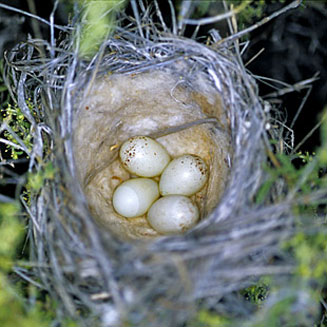 Serinus alario (Black-headed canary)