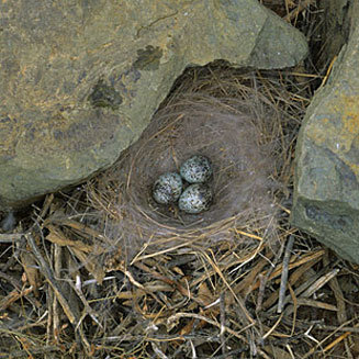Emberiza impetuani (Lark-like bunting) 