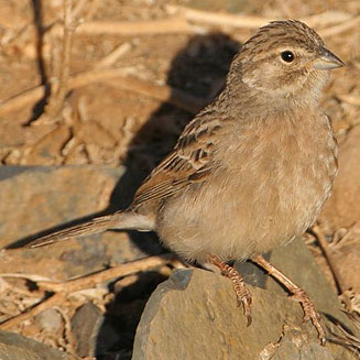 Emberiza impetuani (Lark-like bunting) 