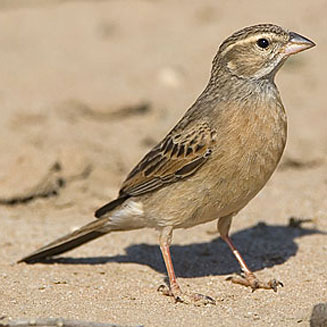 Emberiza impetuani (Lark-like bunting)