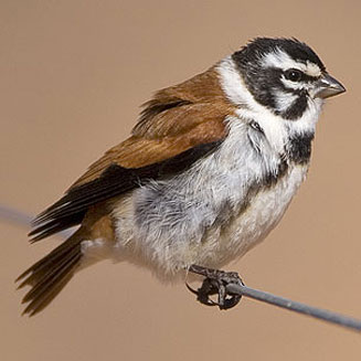 Serinus alario (Black-headed canary) 