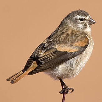 Serinus alario (Black-headed canary) 