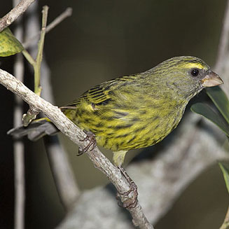 Crithagra scotops (Forest canary)
