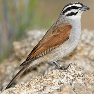 Emberiza capensis (Cape bunting)