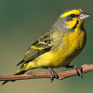 Crithagra mozambicus (Yellow-fronted canary, Yellow-eyed canary)