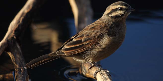 Emberiza capensis (Cape bunting)