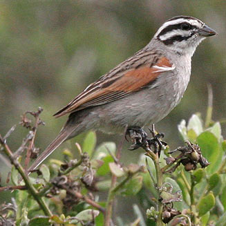 Emberiza capensis (Cape bunting)