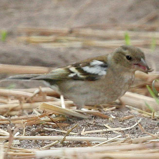 Fringilla coelebs (Common chaffinch, Chaffinch)