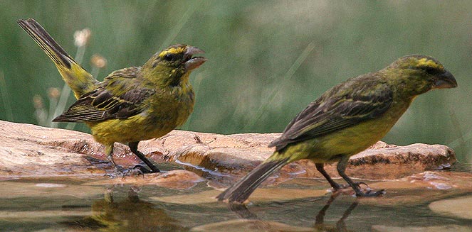 Crithagra sulphuratus (Brimstone canary, Bully canary)