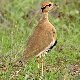 Cursorius temminckii (Temminck's courser)