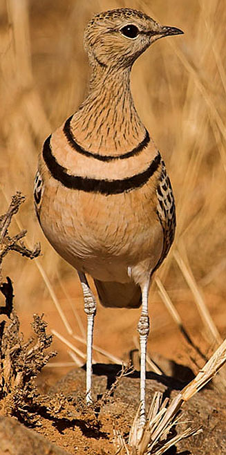 Rhinoptilus africanus (Double-banded courser) 