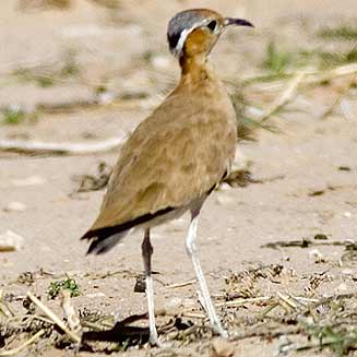 Cursorius rufus (Burchell's courser) 