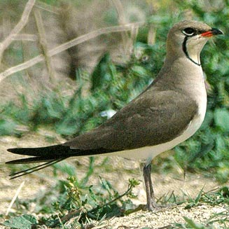 Glareola nordmanni (Black-winged pratincole) 