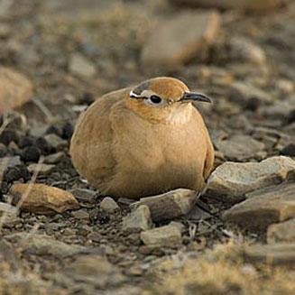 Cursorius rufus (Burchell's courser)