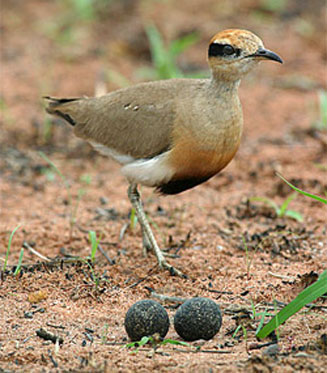 Cursorius temminckii (Temminck's courser)