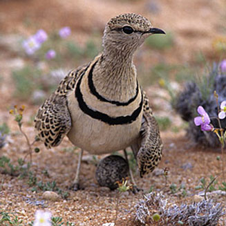 Rhinoptilus africanus (Double-banded courser)
