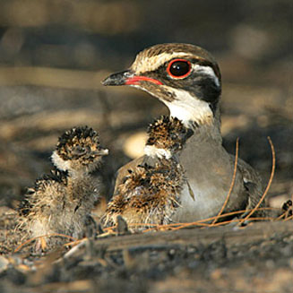 Rhinoptilus chalcopterus (Bronze-winged courser)