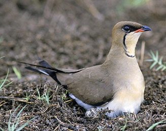Glareola pratincola (Collared pratincole, Red-winged pratincole)
