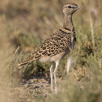 Rhinoptilus africanus (Double-banded courser) 
