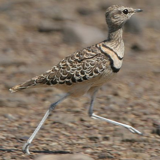 Rhinoptilus africanus (Double-banded courser)