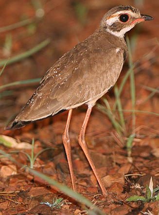 Rhinoptilus chalcopterus (Bronze-winged courser) 