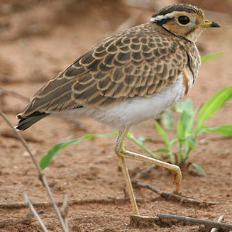 Rhinoptilus cinctus (Three-banded courser)