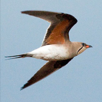 Glareola pratincola (Collared pratincole, Red-winged pratincole) 