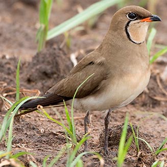 Glareola pratincola (Collared pratincole, Red-winged pratincole) 
