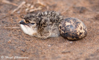 Glareola pratincola (Collared pratincole, Red-winged pratincole) 