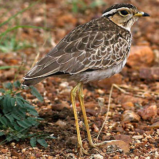 Rhinoptilus cinctus (Three-banded courser) 