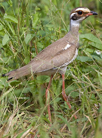 Rhinoptilus chalcopterus (Bronze-winged courser) 