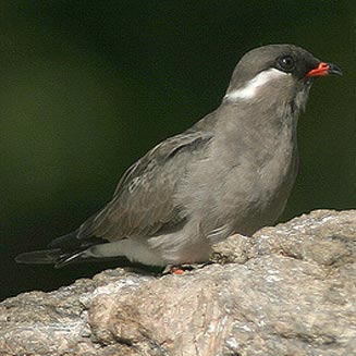 Glareola nuchalis (Rock pratincole) 