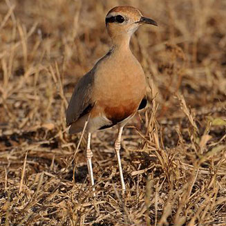 Cursorius temminckii (Temminck's courser)