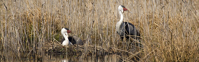 Bugeranus carunculatus (Wattled crane)